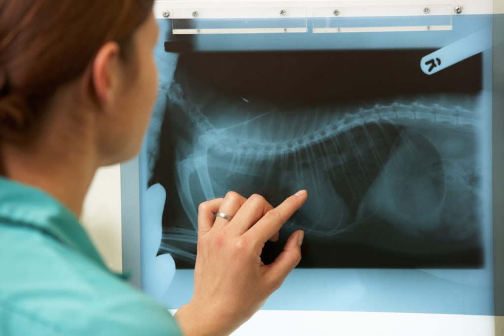 A veterinary technician reviews an X-ray in surgery.