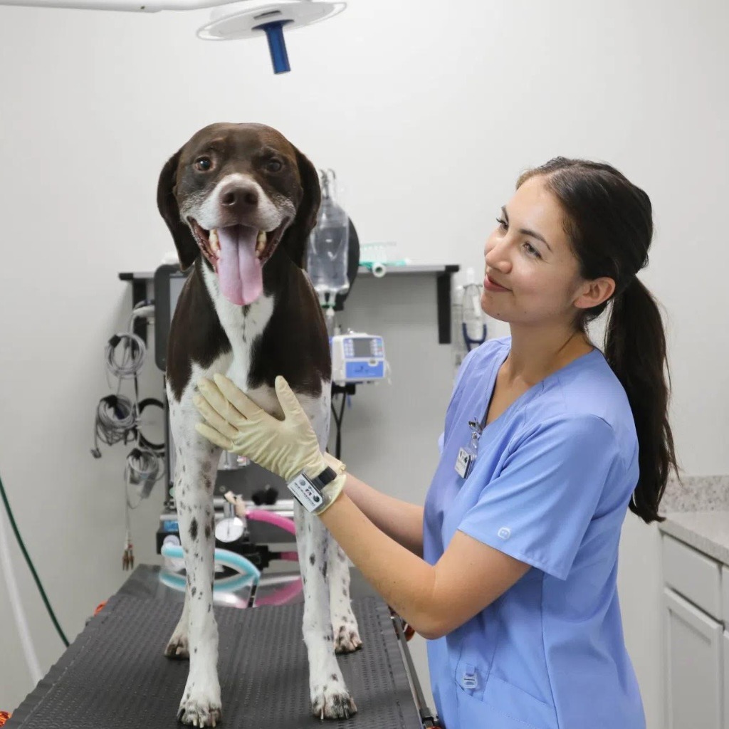 A vet tech holds a patient during an exam.