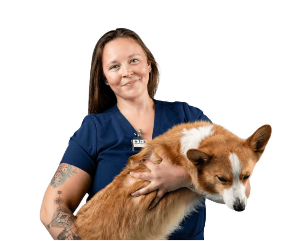 A vet tech holds a patient while wearing blue scrubs and a veterinary dosimeter badge.