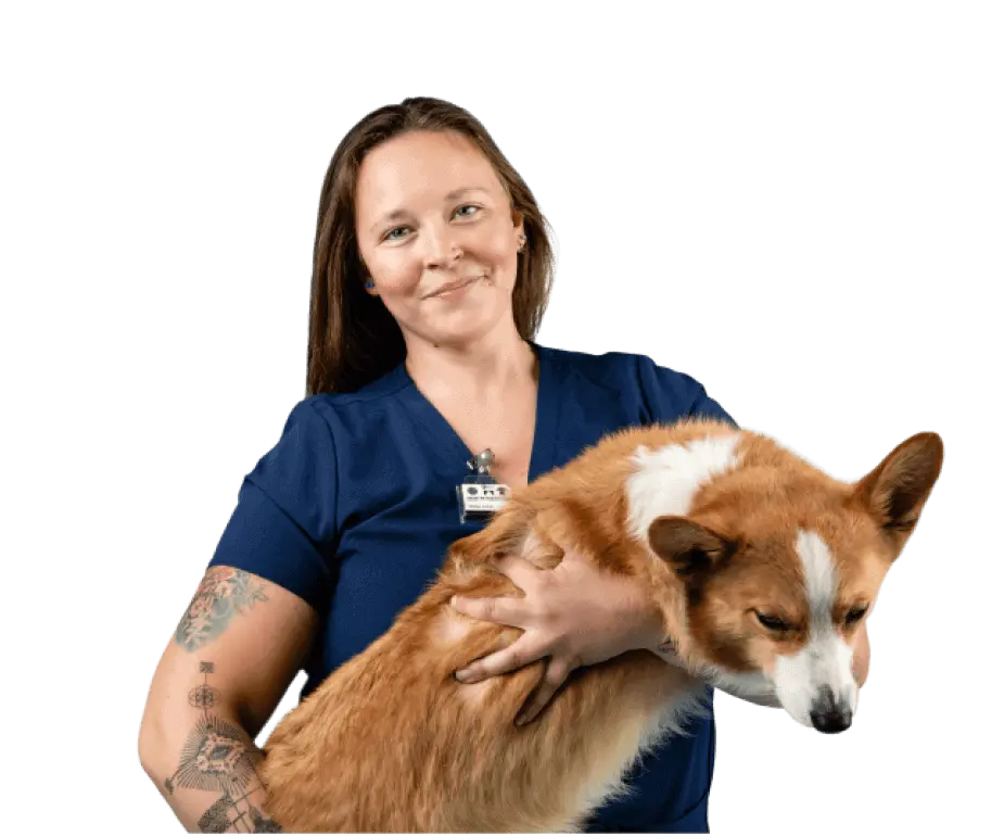 A vet tech holds a patient while wearing blue scrubs and a veterinary dosimeter badge.