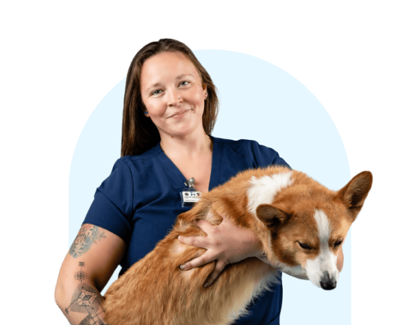 A person with tattoos, wearing a blue scrub top, is smiling and holding a brown and white corgi. The background is a light blue arch shape.