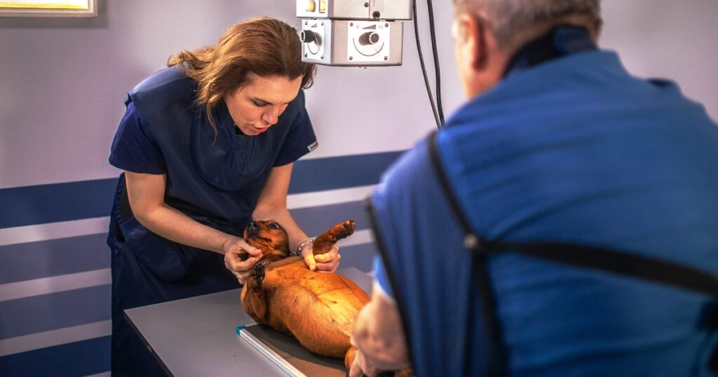 A vet technician assists a veterinarian while taking X-rays on a dog.