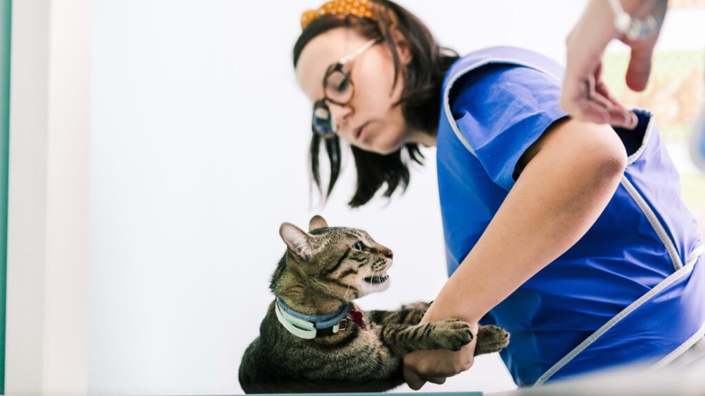 A veterinary technician prepares a client for an X-ray wearing materials that block radiation.