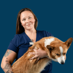 A veterinary employee holds a corgi.