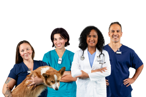 Four people in medical attire; tree wear blue scrubs while one sports a white coat with a stethoscope. A woman in scrubs joyfully holds a Corgi dog.