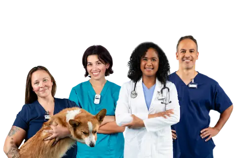 Four people in medical attire; tree wear blue scrubs while one sports a white coat with a stethoscope. A woman in scrubs joyfully holds a Corgi dog.